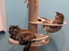 Meatball & Spaghetti - Bonded Sisters - Photo 2