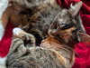 Meatball & Spaghetti - Bonded Sisters - Photo 3