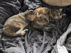 Meatball & Spaghetti - Bonded Sisters - Photo 5