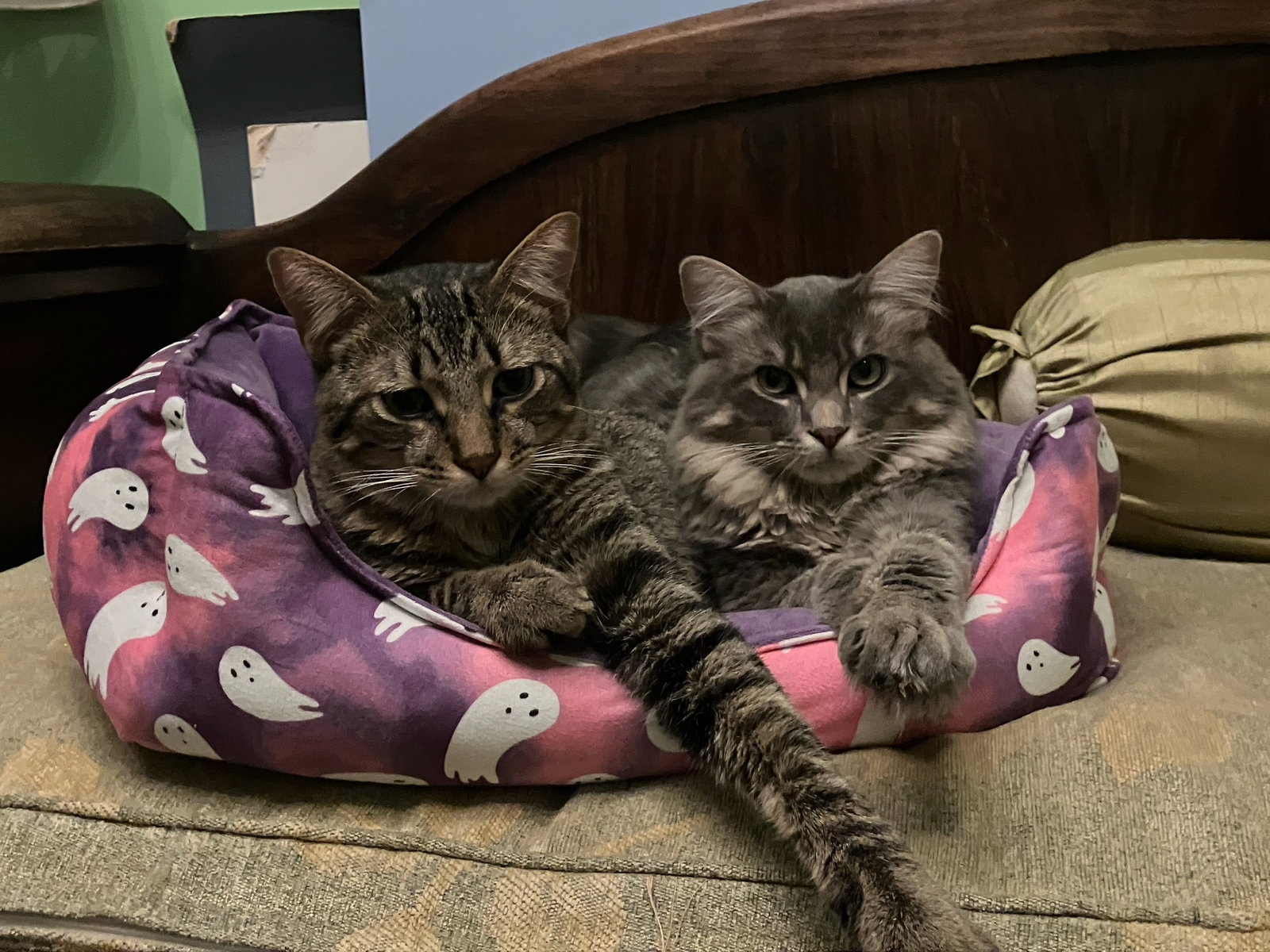 Toby & Fonzy - bonded brother teenagers