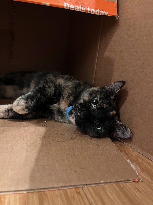 picture of the cat needing adoption