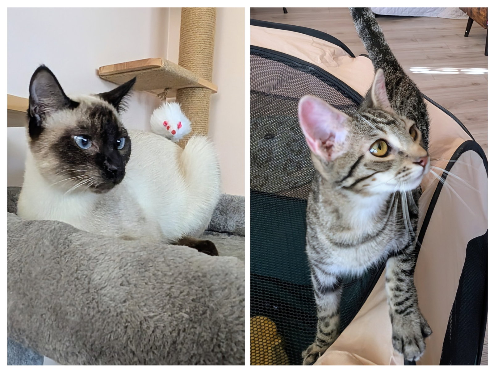 Glinda & Gidget - bonded sister kittens