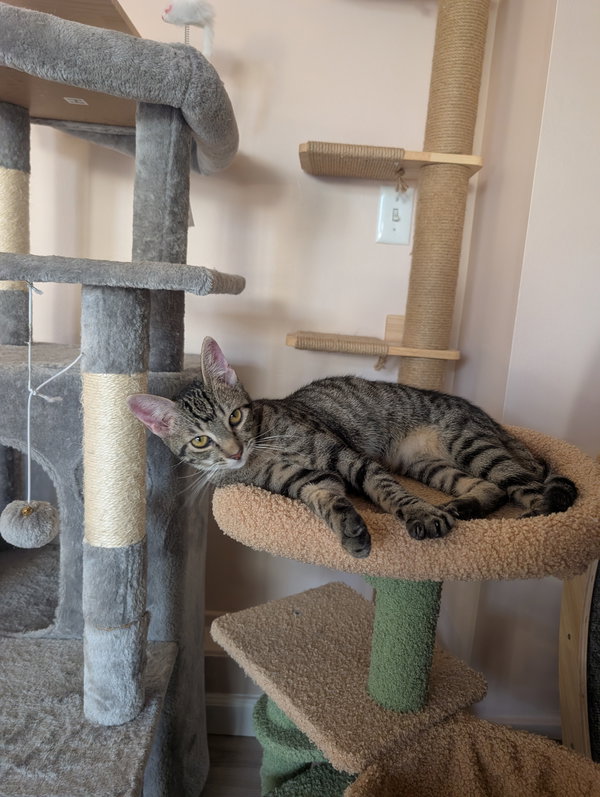 Glinda & Gidget - bonded sister kittens