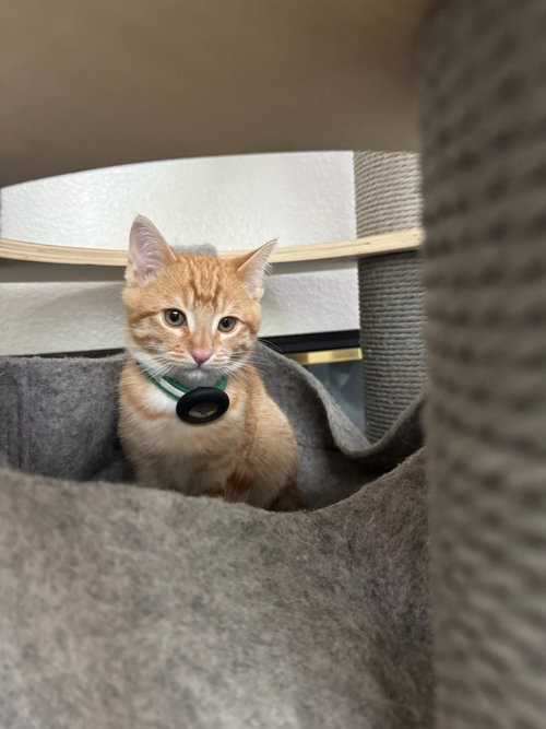 picture of the cat needing adoption