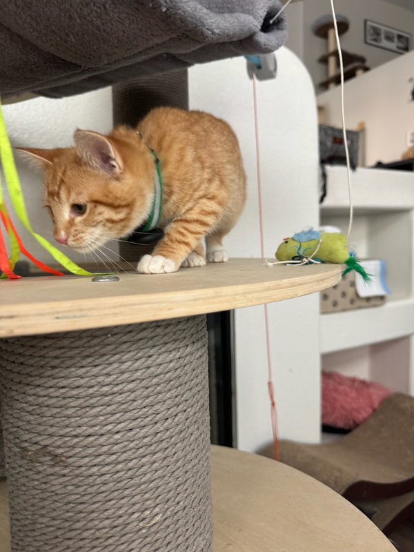 Garfield - male kitten