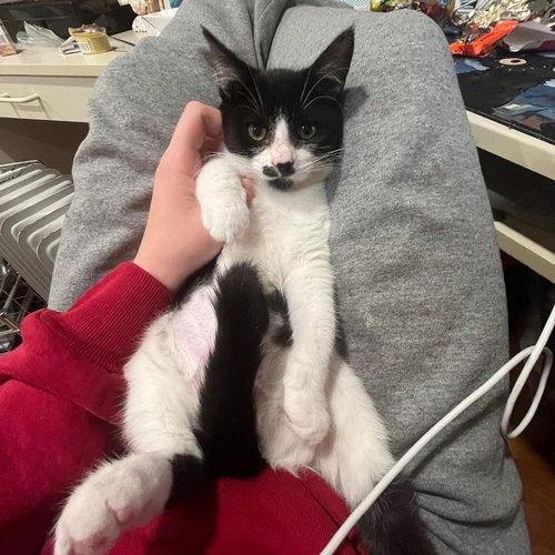picture of the cat needing adoption