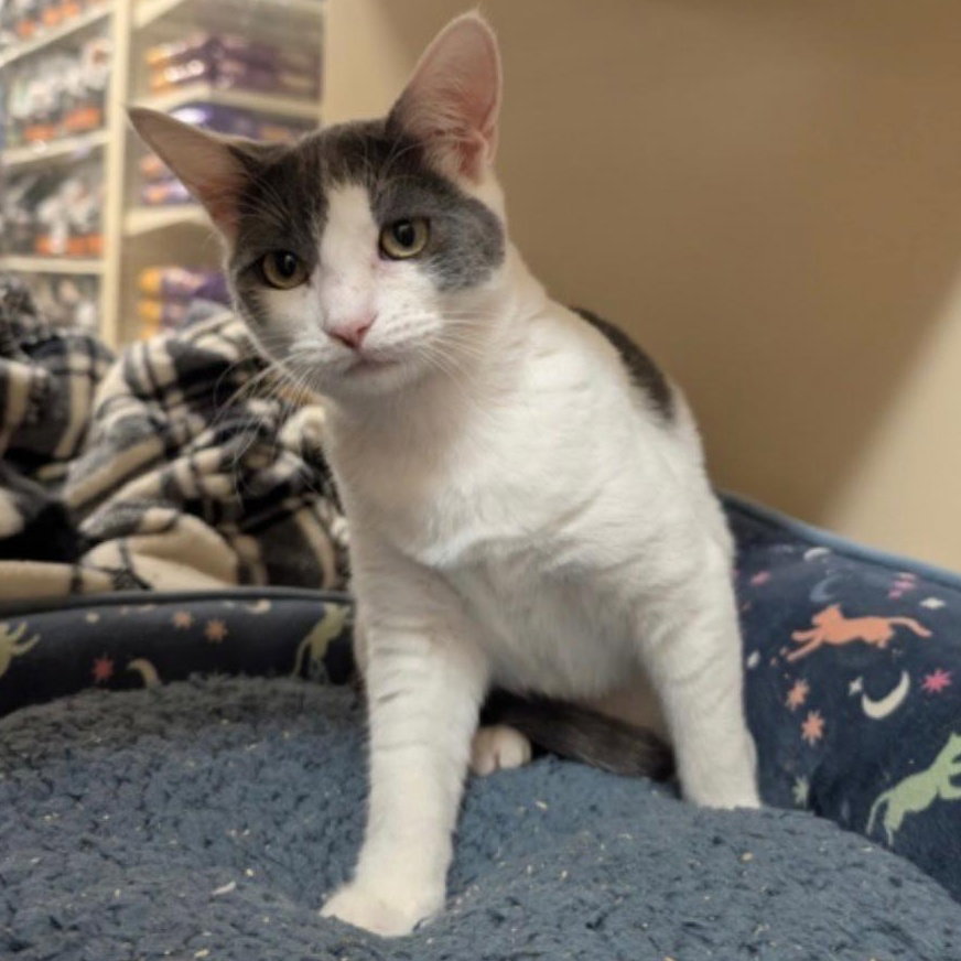 Freya - Female kitten Image