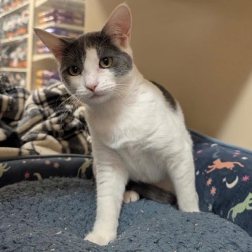 picture of the cat needing adoption