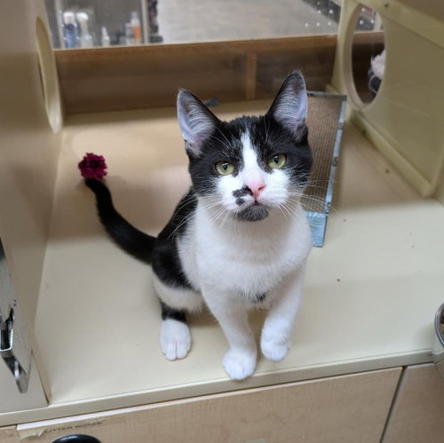 picture of the cat needing adoption