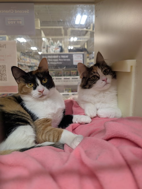 picture of the cat needing adoption