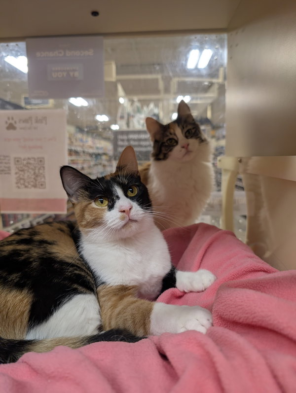 Autumn & Marigold - bonded teen sisters