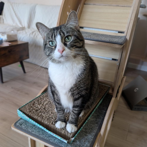 picture of the cat needing adoption