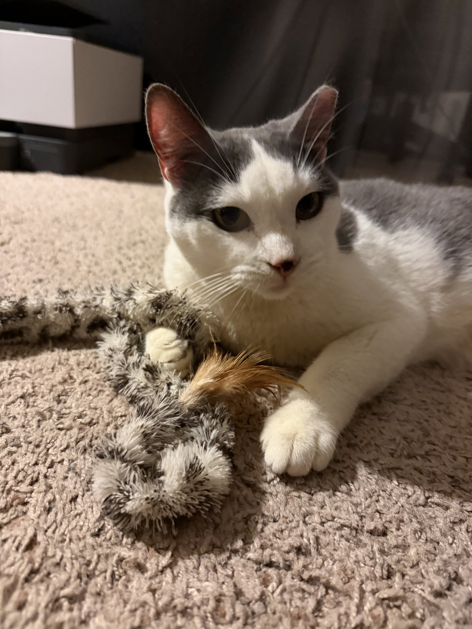 Meela