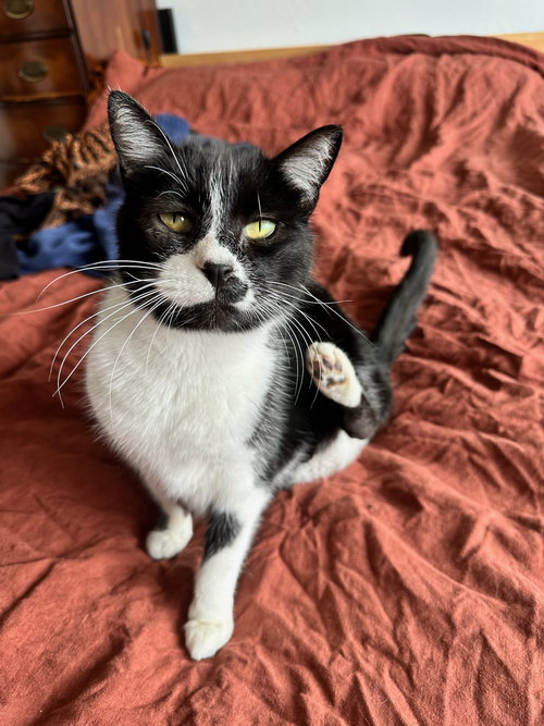 picture of the cat needing adoption