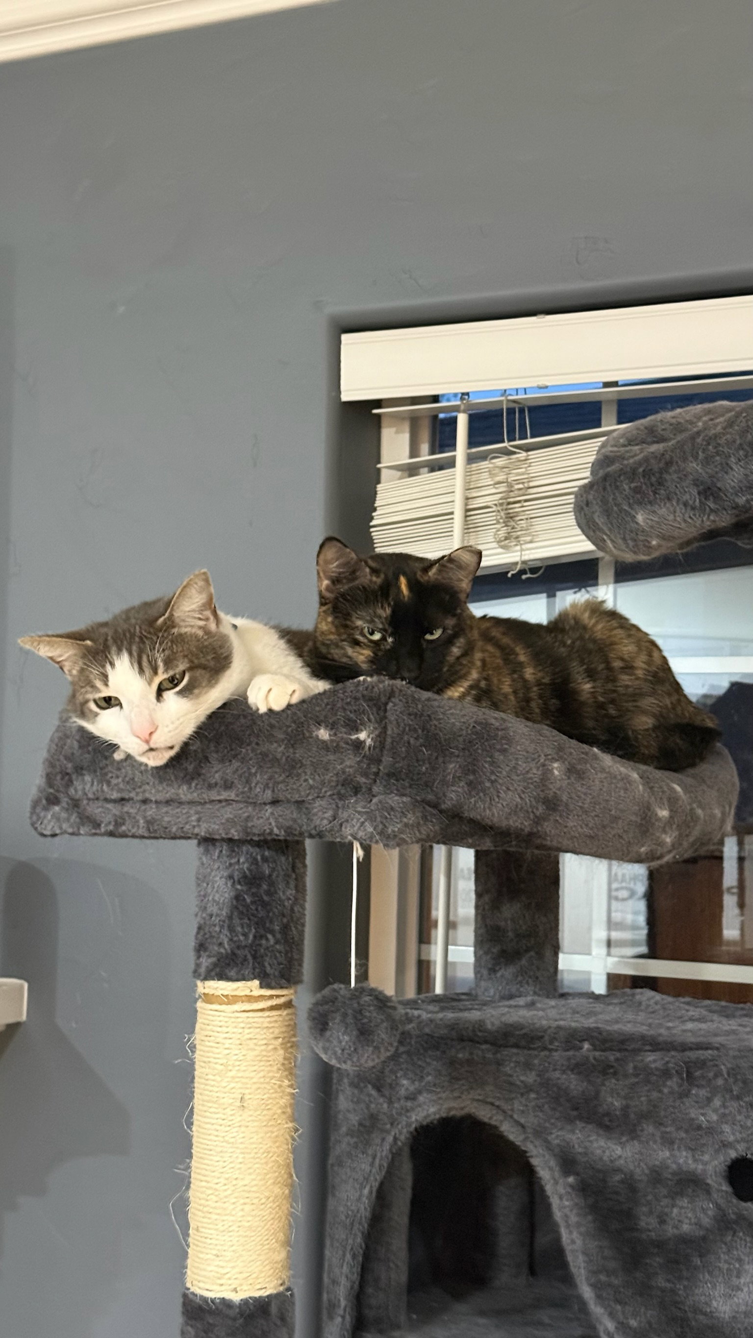 Kittenicus and Plum - bonded adults