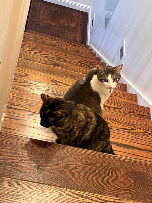 Photo 3 of Kittenicus and Plum - bonded adults