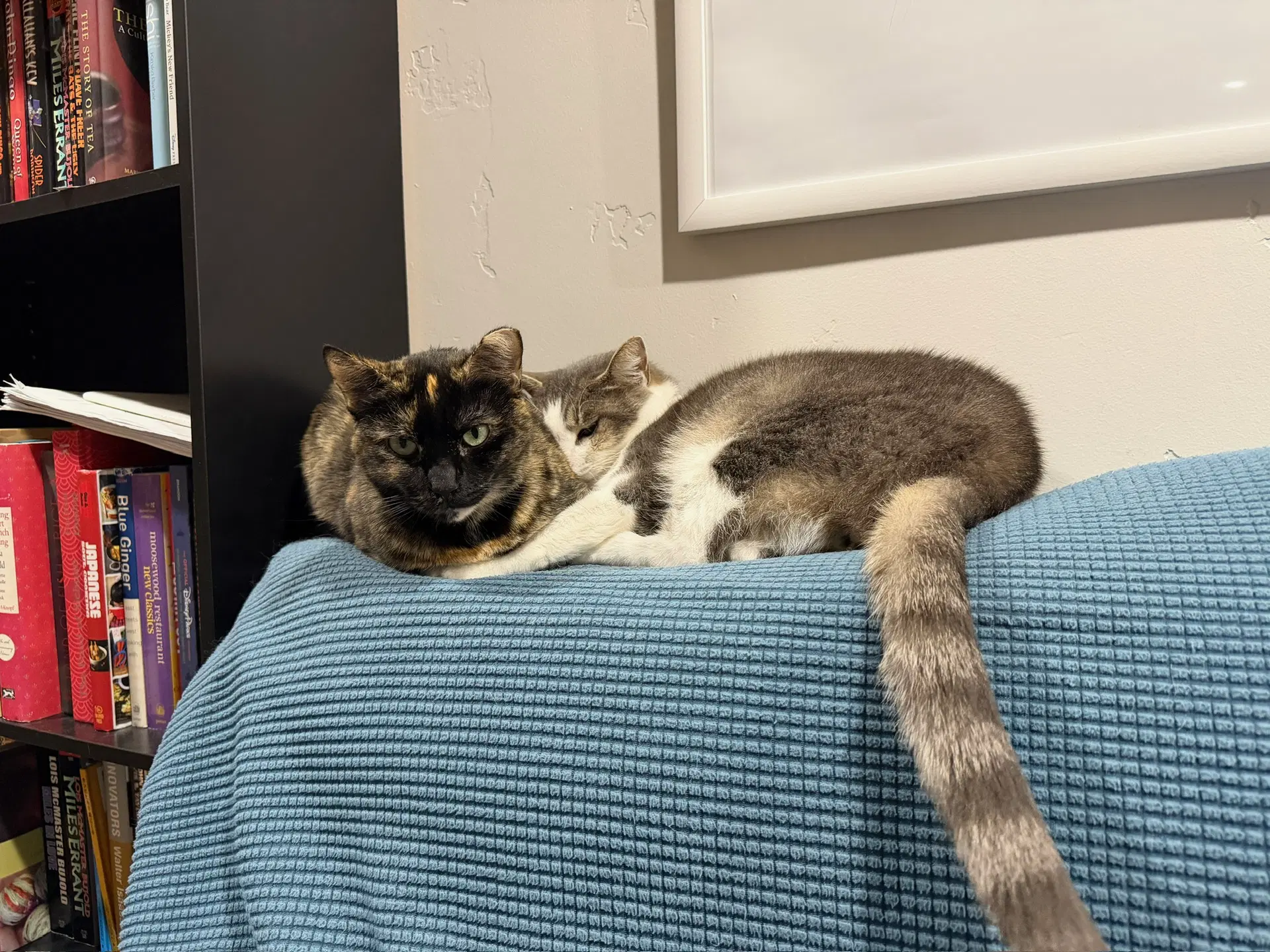 Kittenicus And Plum - Bonded Adults image 4
