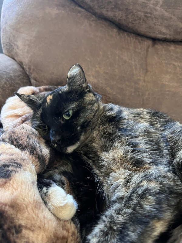 Kittenicus and Plum - bonded adults