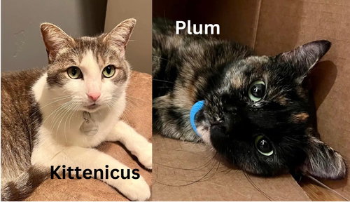 Kittenicus and Plum - bonded adults, an adoptable Tortoiseshell in Los Altos Hills, CA
