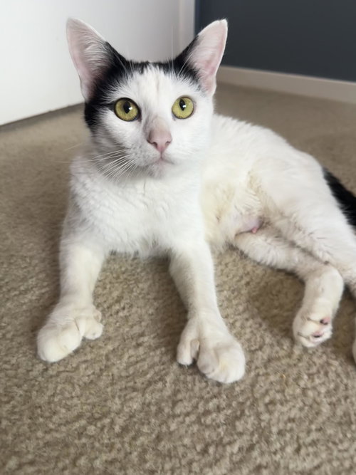 picture of the cat needing adoption