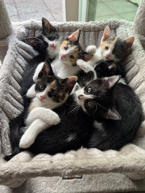 picture of the cat needing adoption