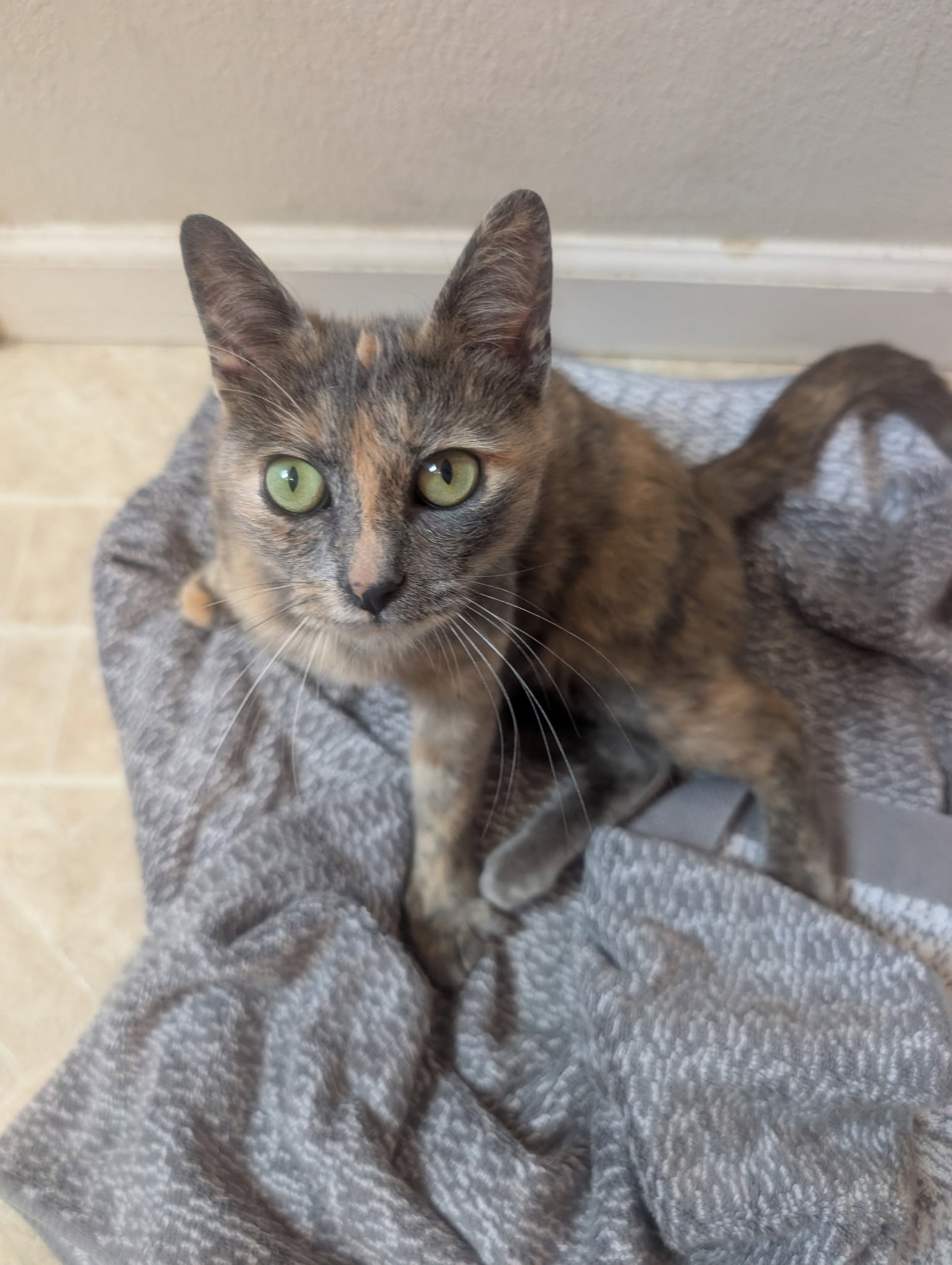 Caramel - Female Teen Kitten