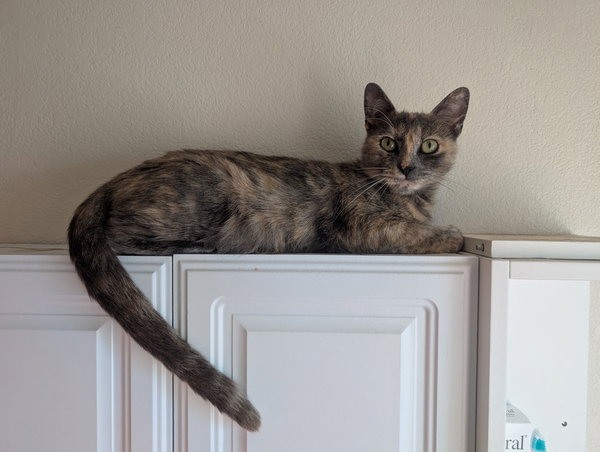 Caramel - Female Teen Kitten