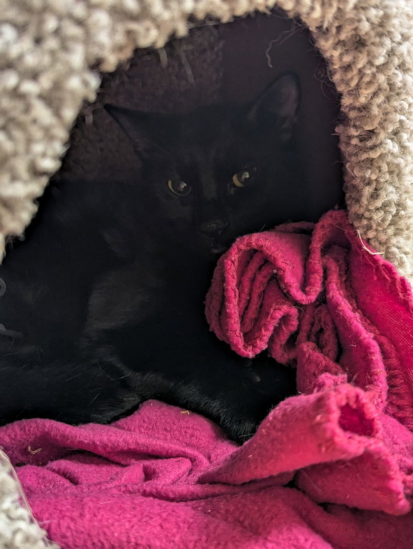 Frasier & Daphne - Bonded Sibling Kittens