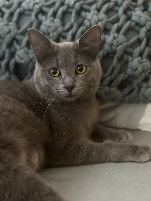 Moonstone, an adoptable Domestic Short Hair in Los Altos Hills, CA