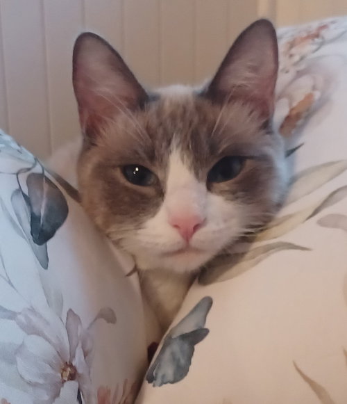 Miranda, an adoptable Siamese in Los Altos Hills, CA