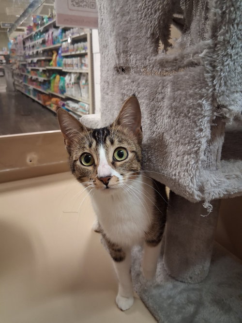 Mika, an adoptable Tabby in Los Altos Hills, CA