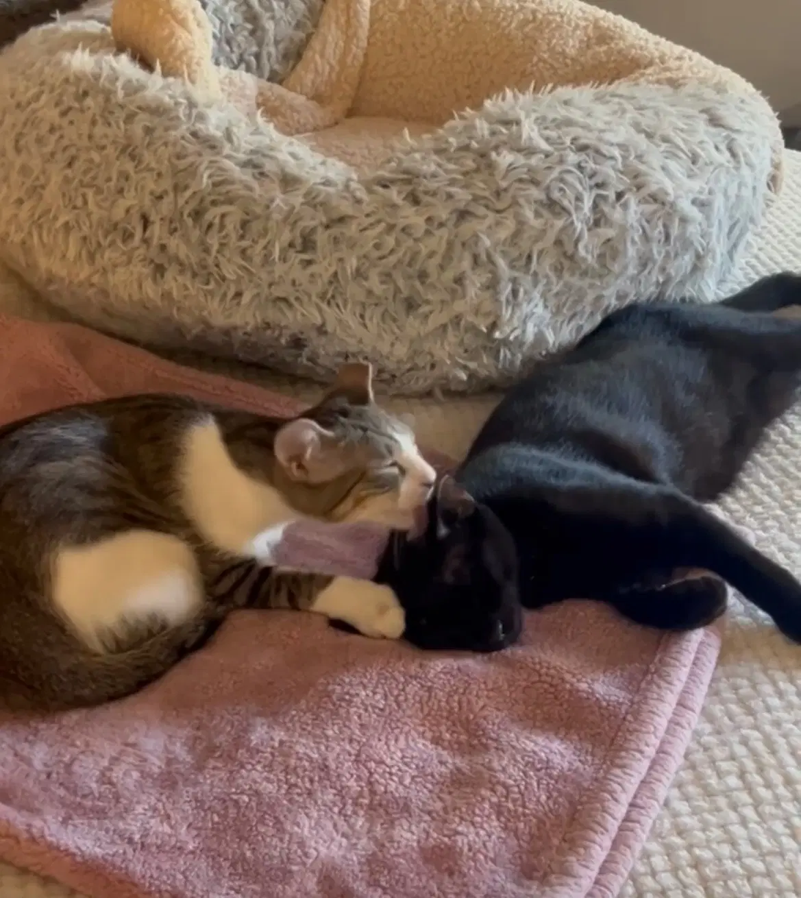 Binx And Nina - Bonded Teen Kittens image 2