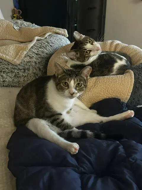 Binx And Nina - Bonded Teen Kittens image 3