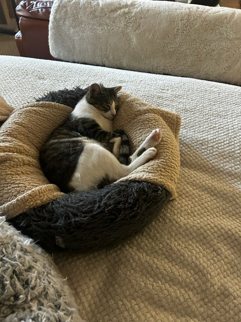 Binx and Nina - bonded teen kittens, photo 4