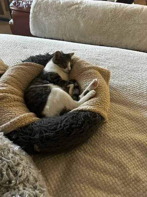 Binx And Nina - Bonded Teen Kittens image 4