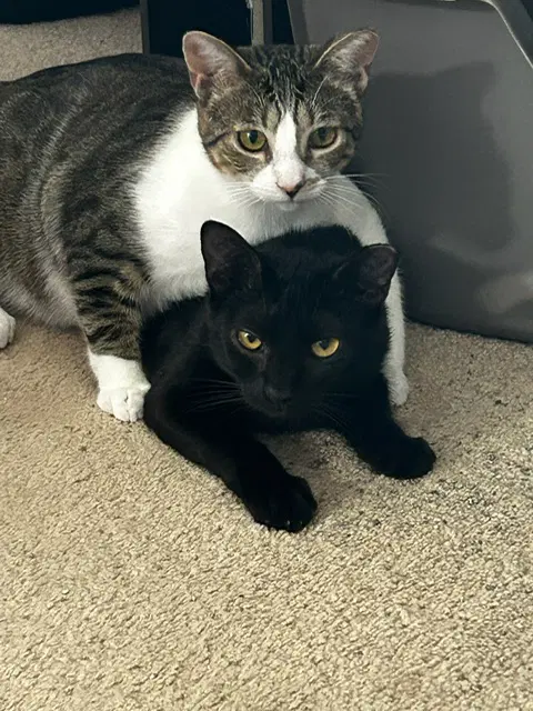 Binx And Nina - Bonded Teen Kittens image 2