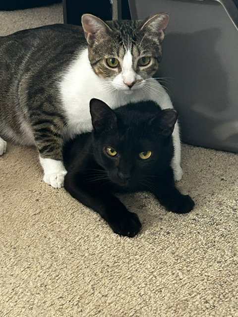 Photo 2 of Binx and Nina - bonded teen kittens