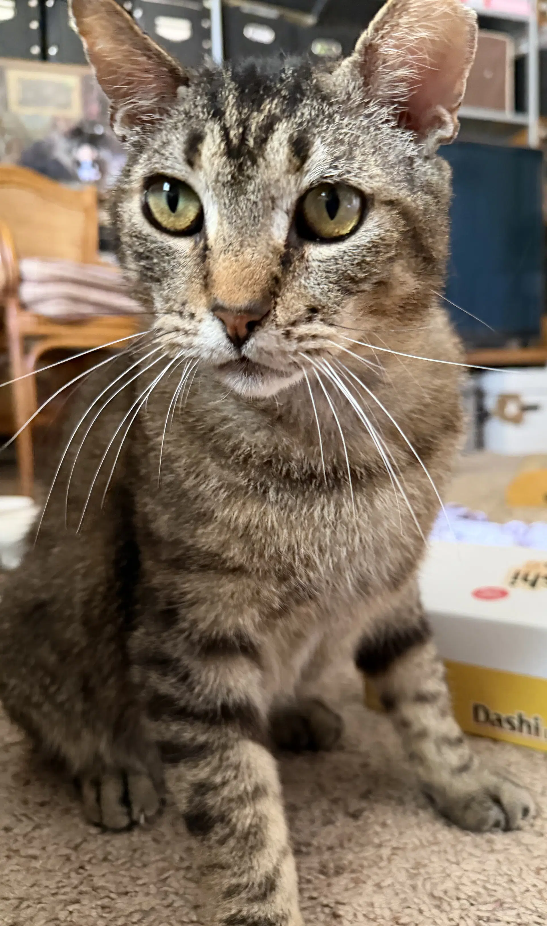 Bubba - Tabby