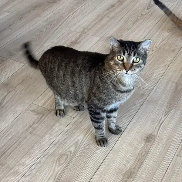 Bubba - Tabby