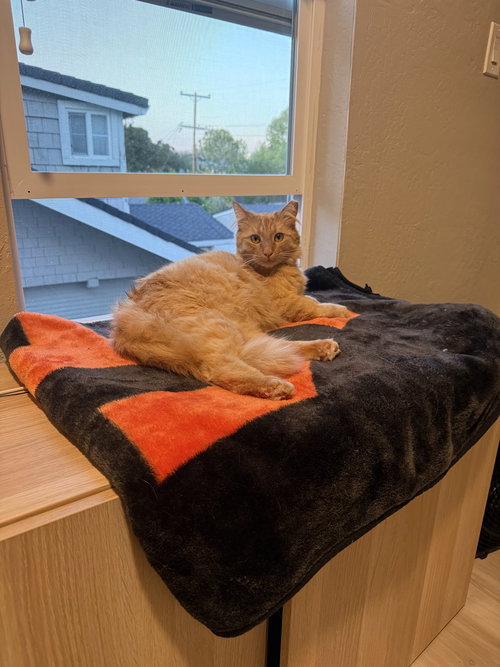Chungus, Adult Tabby (short coat), cat for adoption in Los Altos Hills, California