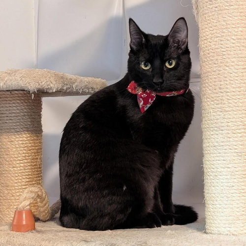 AJ, Young Domestic Short Hair (short coat), cat for adoption in Oakley, California