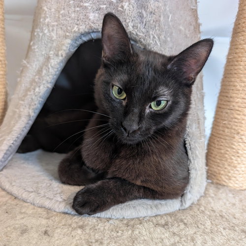 Lewis - teen male, Baby Domestic Short Hair, cat for adoption in Oakley, California