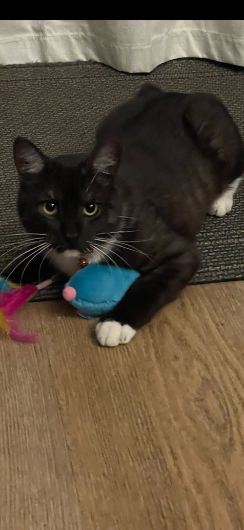 Merlin, Adult Tuxedo (short coat), cat for adoption in Oakley, California