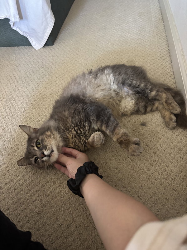 Beans