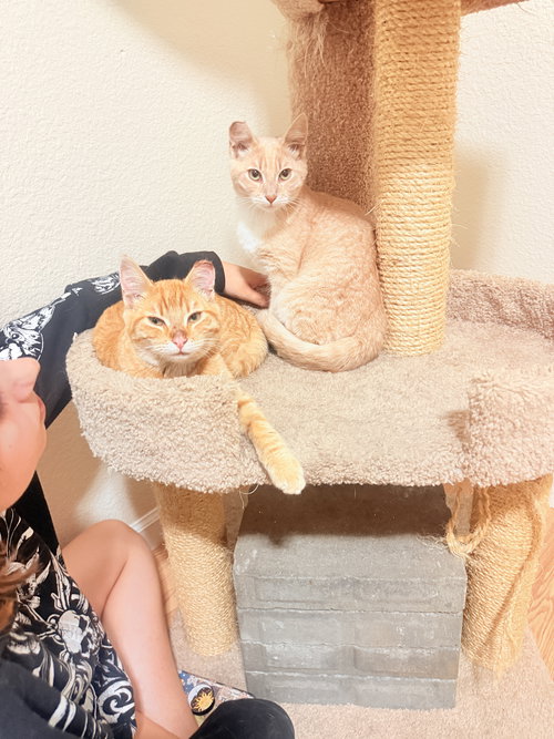 Finn & Huck - teen bonded brothers, Baby Tabby (short coat), cat for adoption in Oakley, California