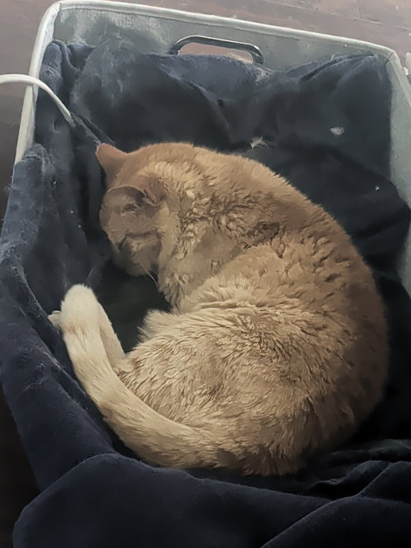 Charlie - Senior male