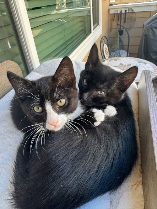 Tegi & Felix - bonded male kittens, an adoptable Domestic Short Hair in Los Altos Hills, CA