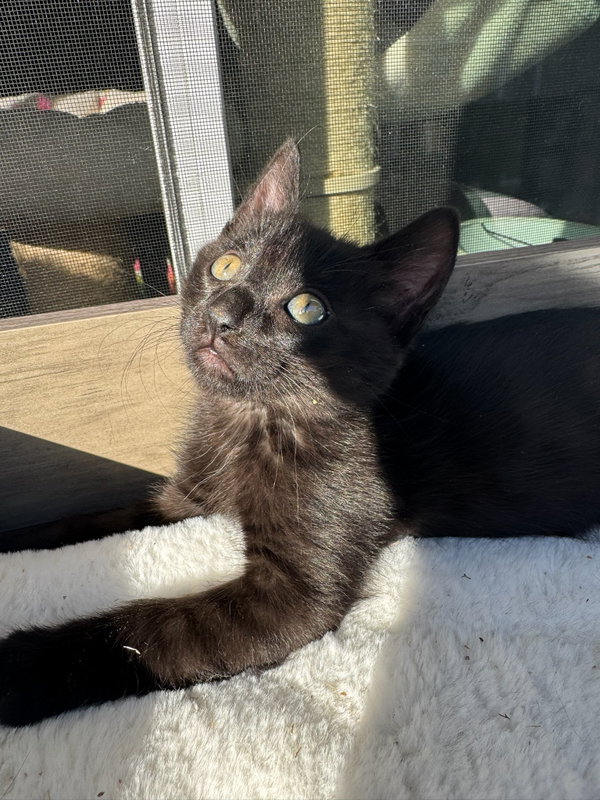 Tegi & Felix - bonded male kittens
