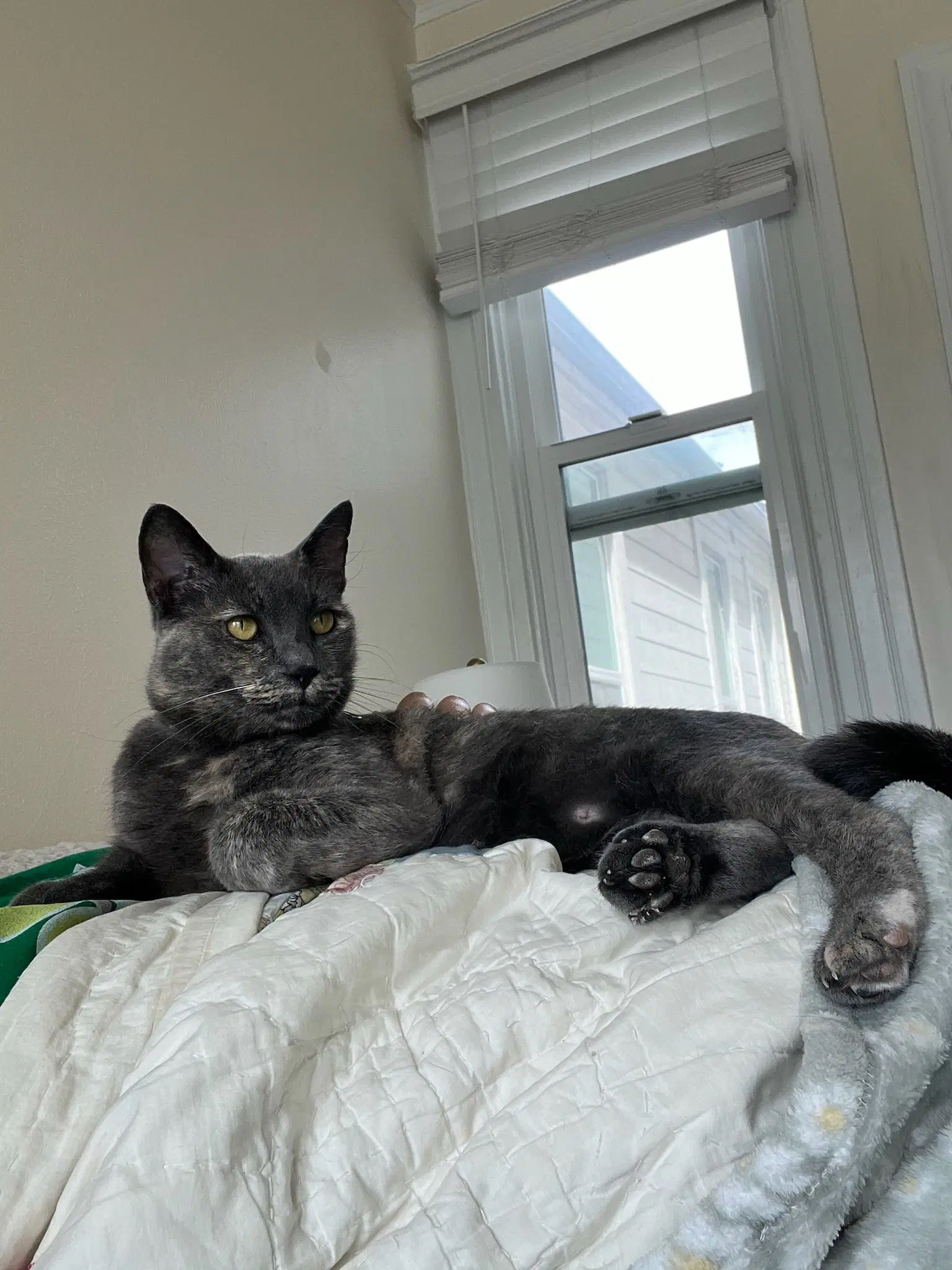 Clara - Dilute Tortoiseshell