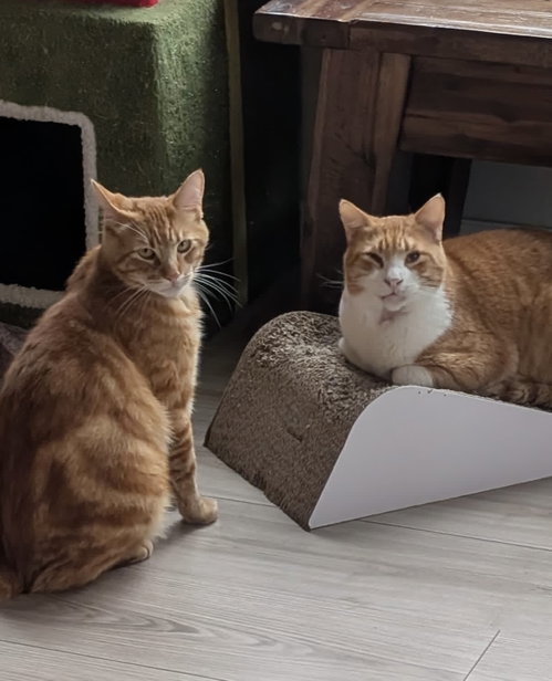 Mr T and Ruori - bonded adults, an adoptable Tabby in Los Altos Hills, CA